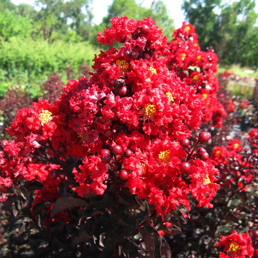 Lagerstroemia indica Black Solitaire Red Hot - Crape Myrtle