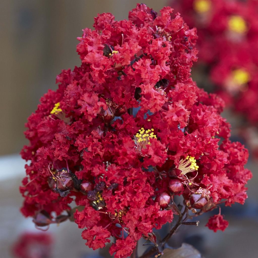 Lagerstroemia indica Black Solitaire Red Hot - Crape Myrtle