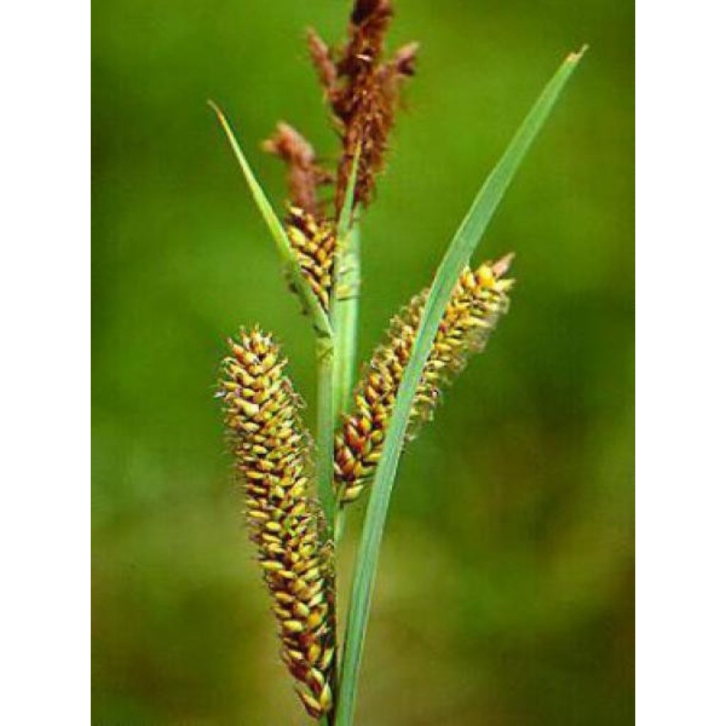 Carex riparia Variegata