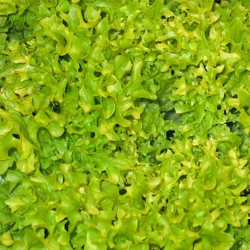Loose leaf Lettuce Green Salad Bowl