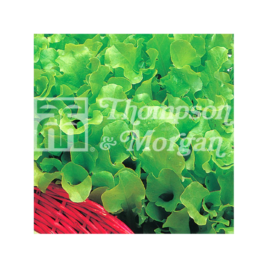 Lettuce Riccia Verde da Taglio - Lactuca sativa