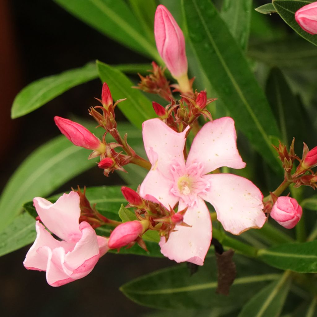 Nerium oleander Emilie