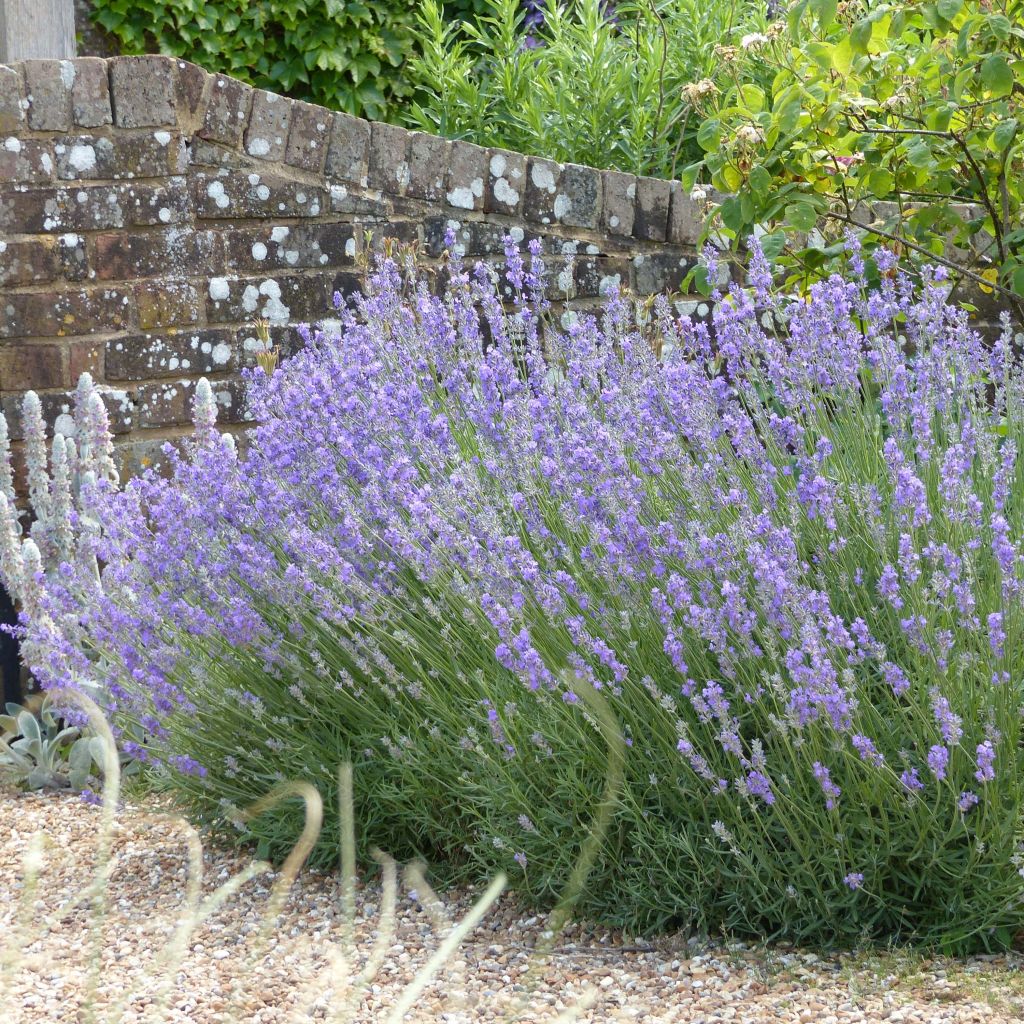 Lavandula angustifolia Munstead - True Lavender