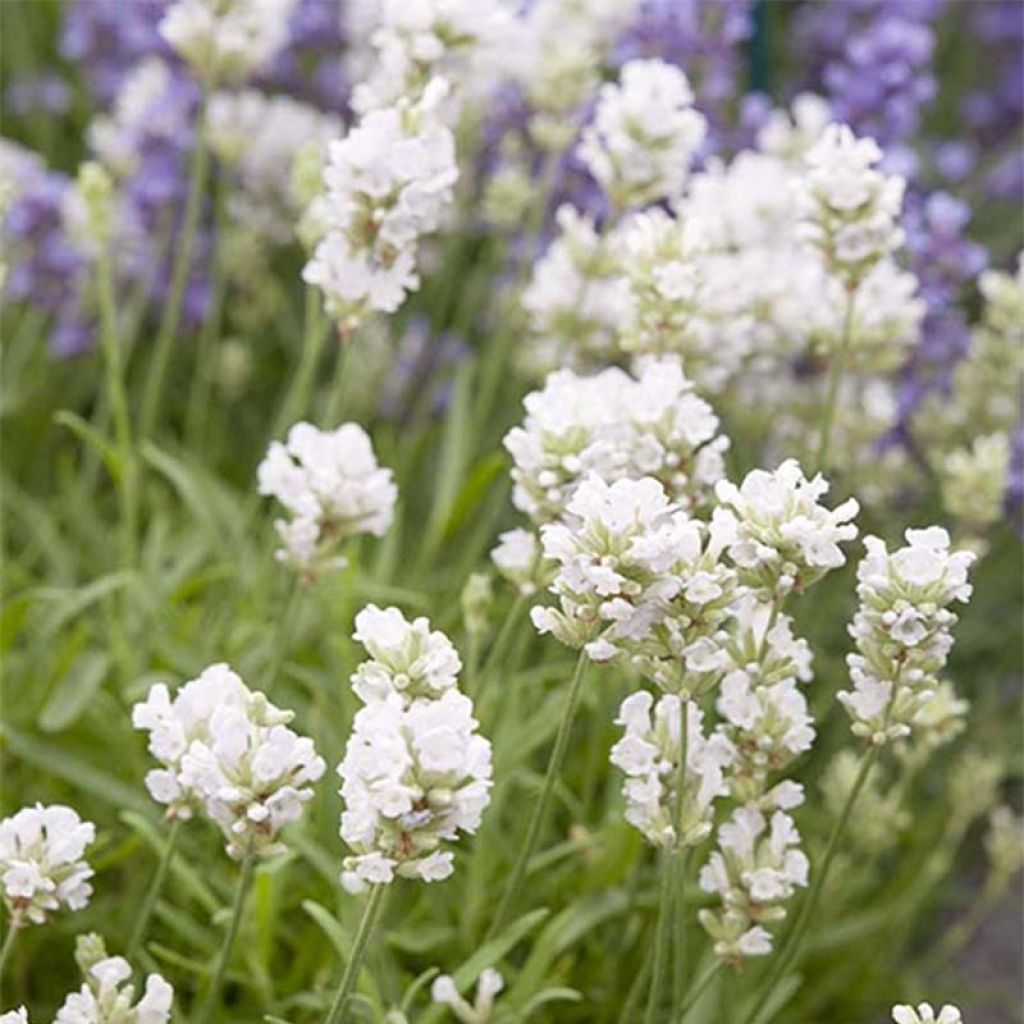 Lavandula angustifolia Arctic Snow - True Lavender