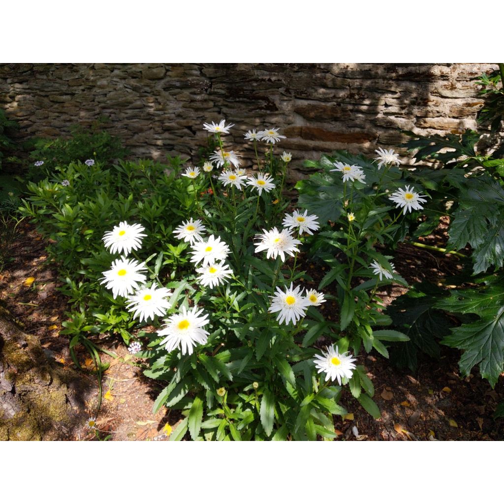Leucanthemum superbum Christine Hagemann - Shasta Daisy