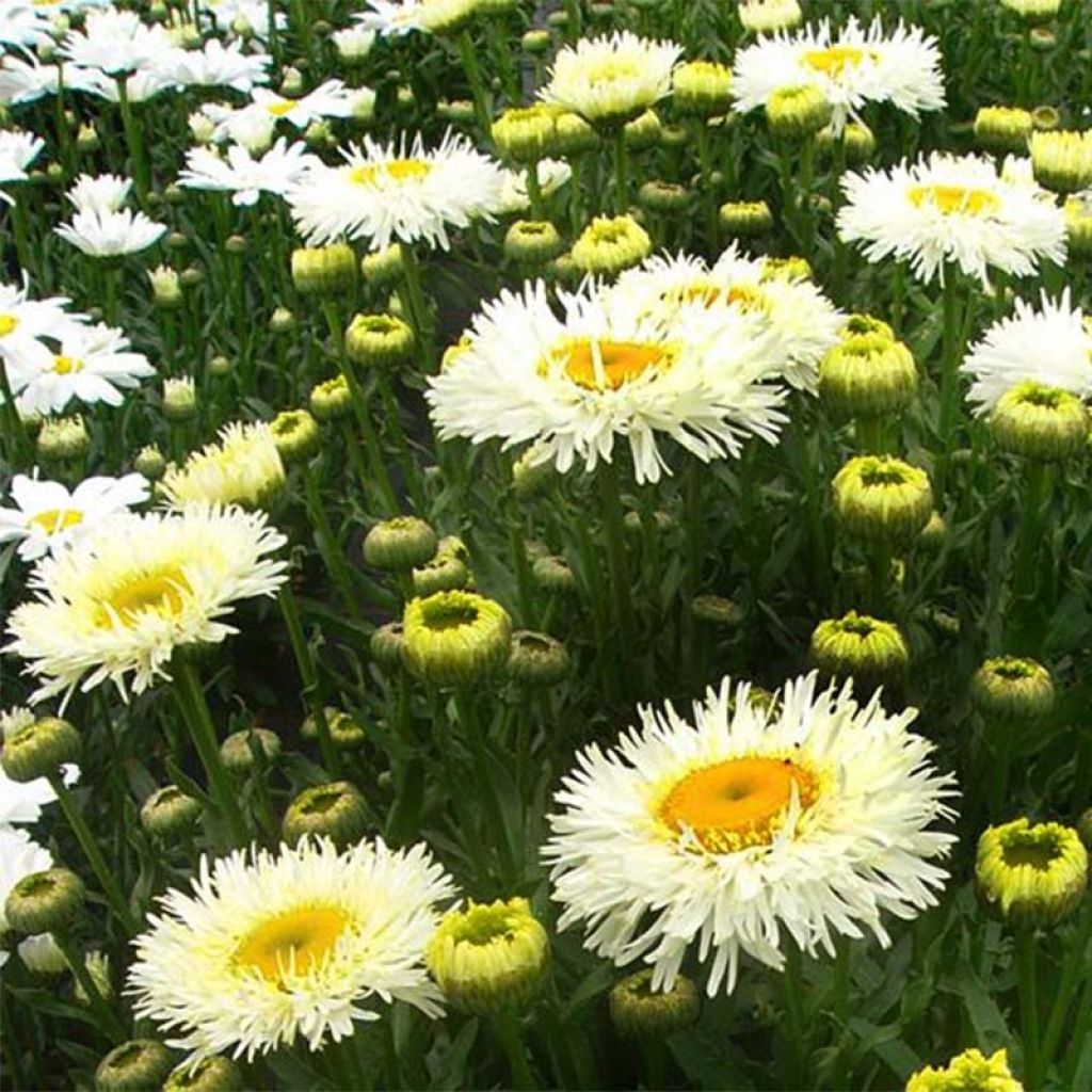 Leucanthemum superbum Real Galaxy - Shasta Daisy