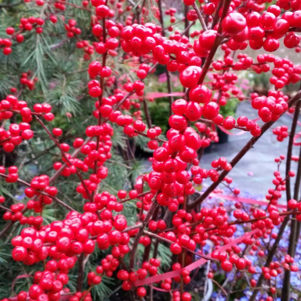 Ilex verticillata 