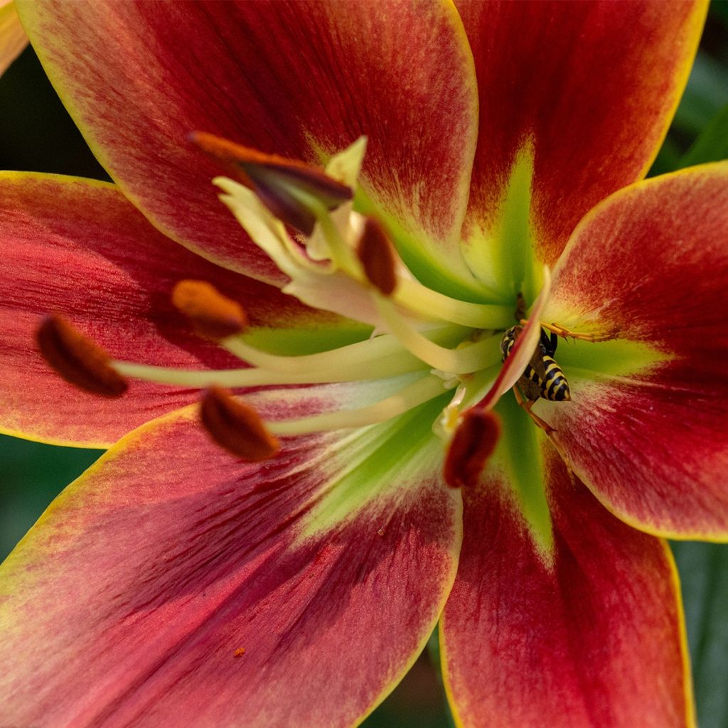 Lilium Avalon Sunset - Oriental Lily