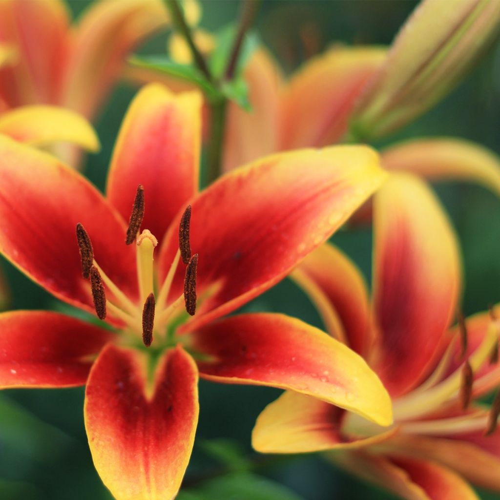 Lilium Avalon Sunset - Oriental Lily