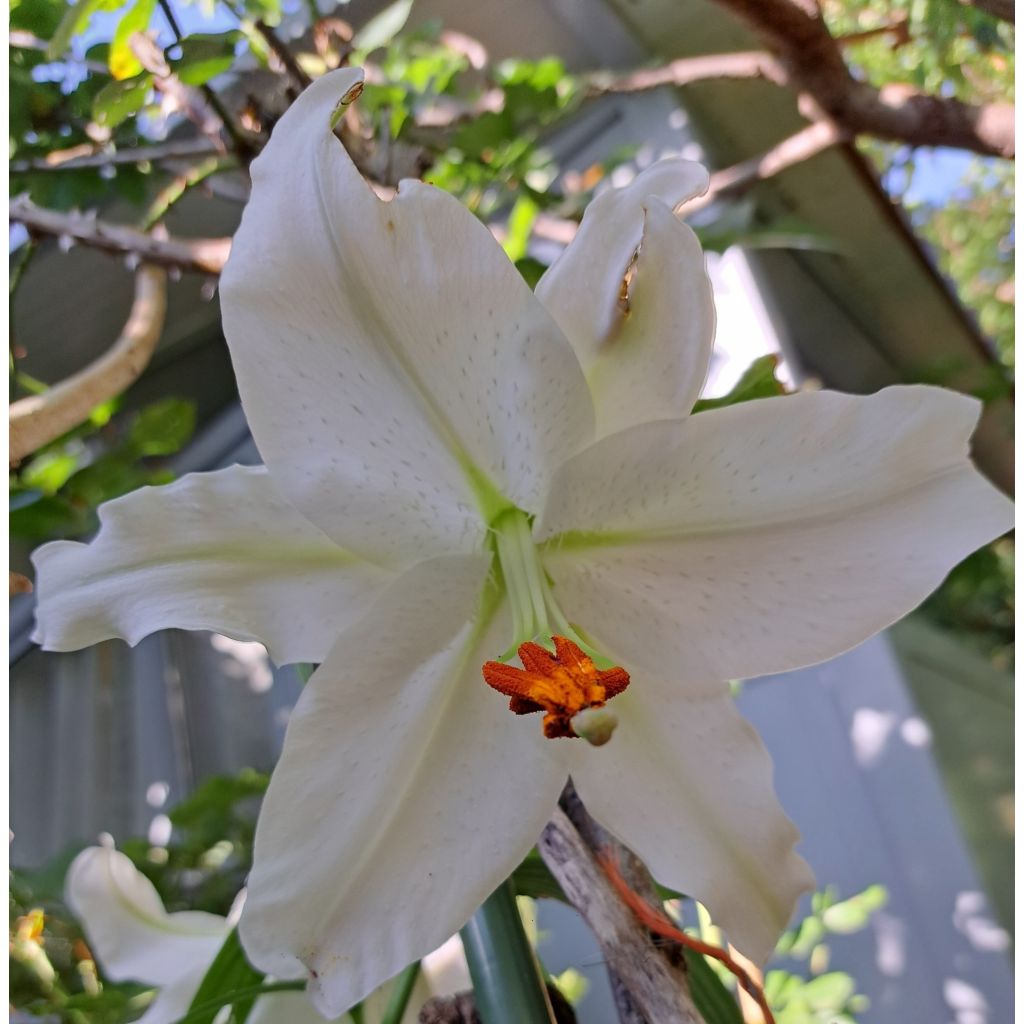 Lilium Casa Blanca - Lily