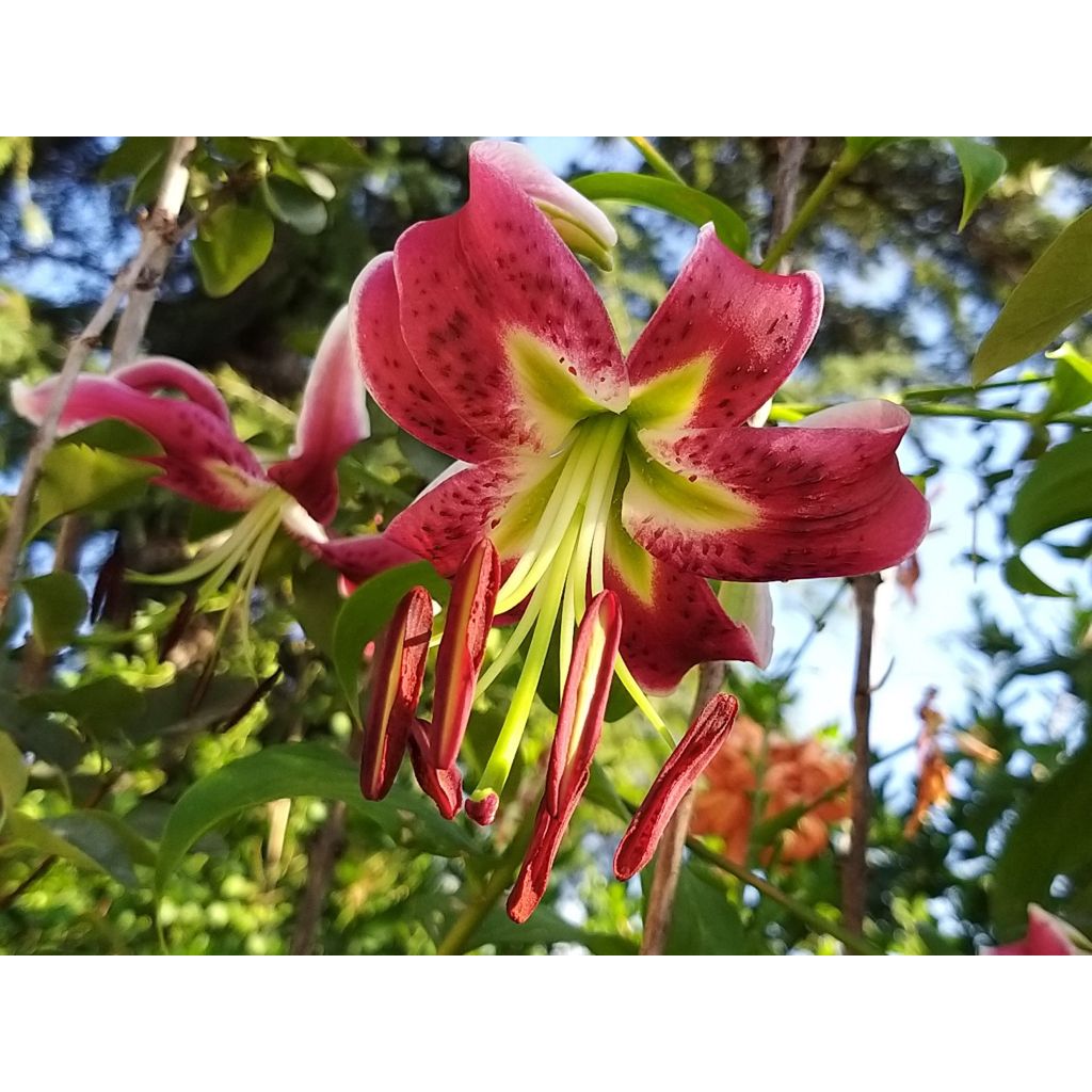 Lilium speciosum var. rubrum Uchida