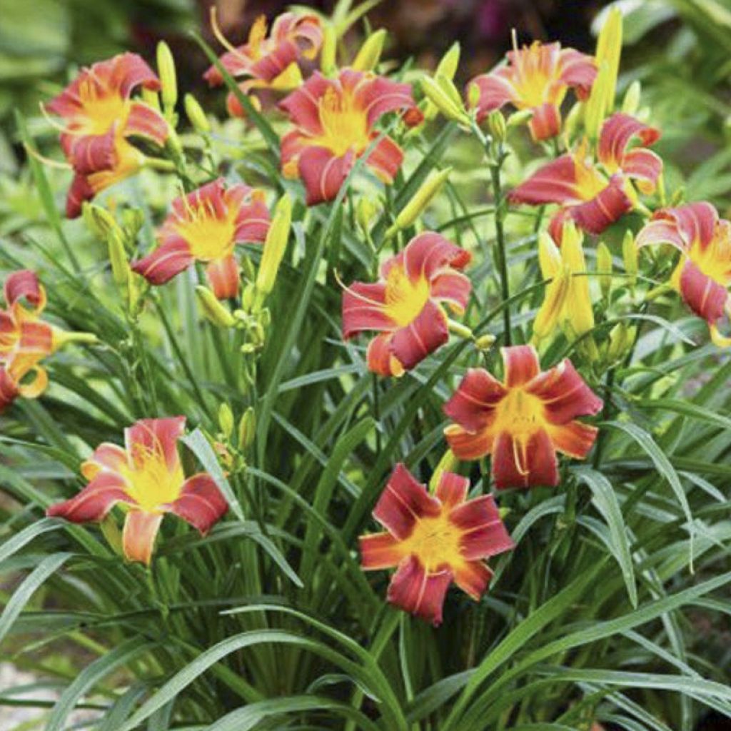 Hemerocallis Everydaylily Red Ribs - Daylily