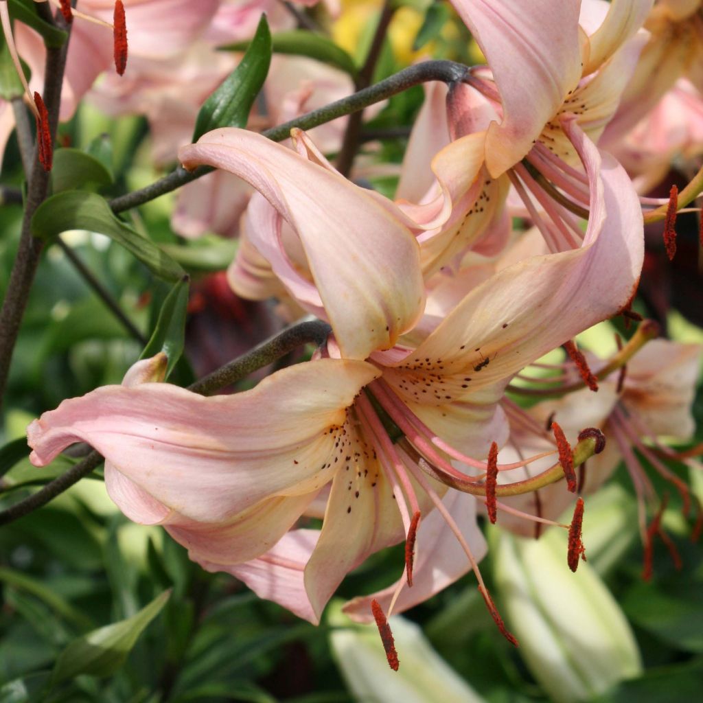 Lilium Pink Flavour - Lily