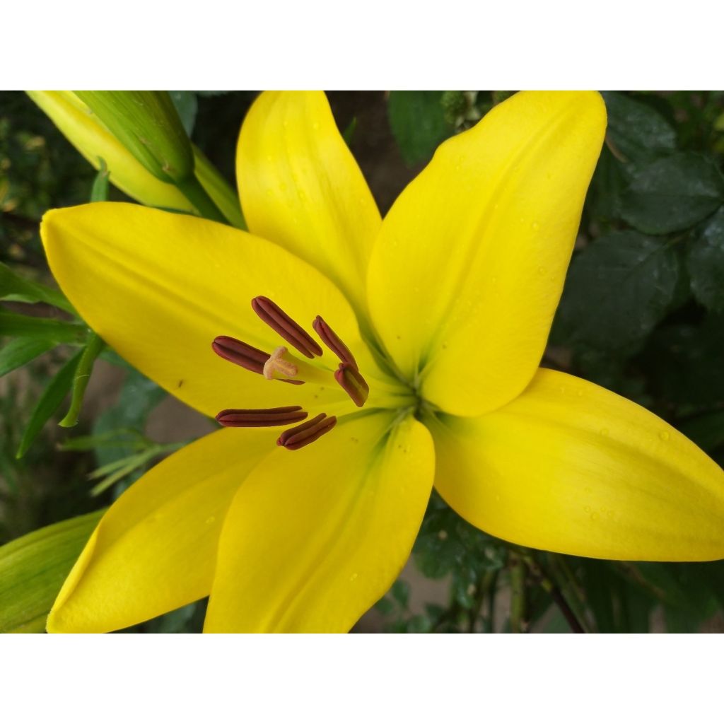 Lilium Butter Pixie - Lily