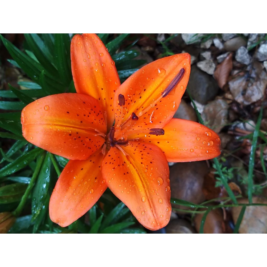Lilium Orange Pixie - Lily