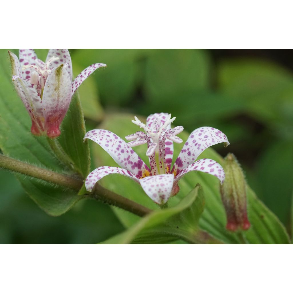 Tricyrtis hirta Miyazaki - Toad Lily