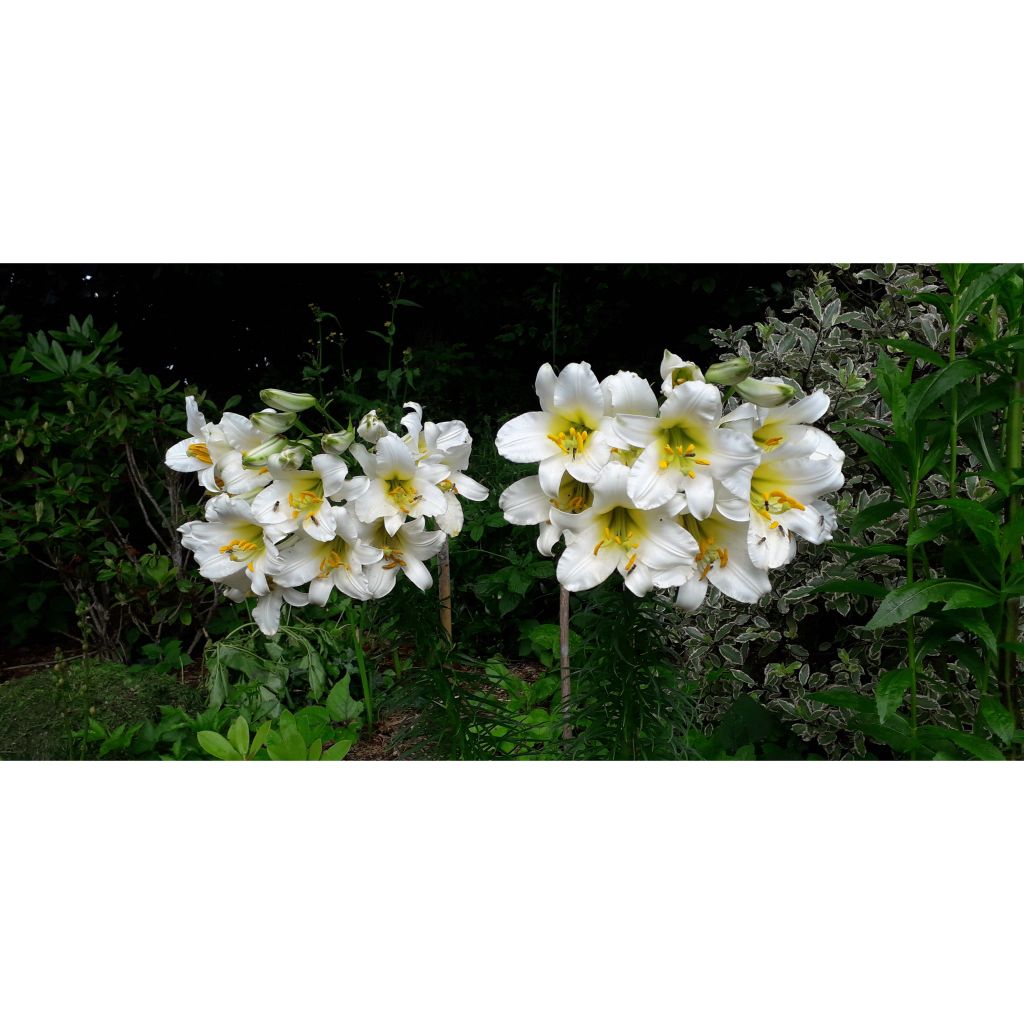 Lilium regale - Lily