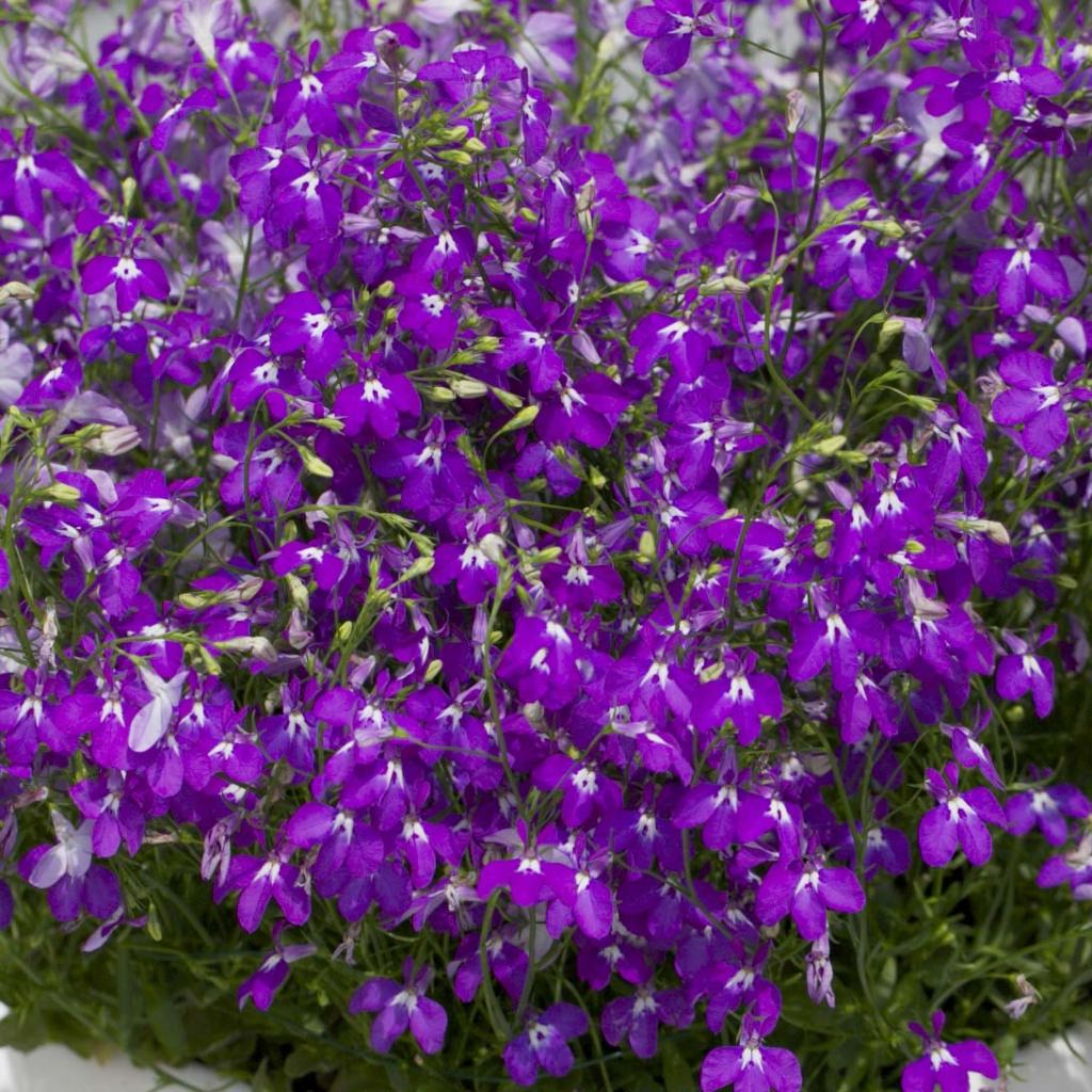 Lobelia erinus Purple Star - Trailing Lobelia