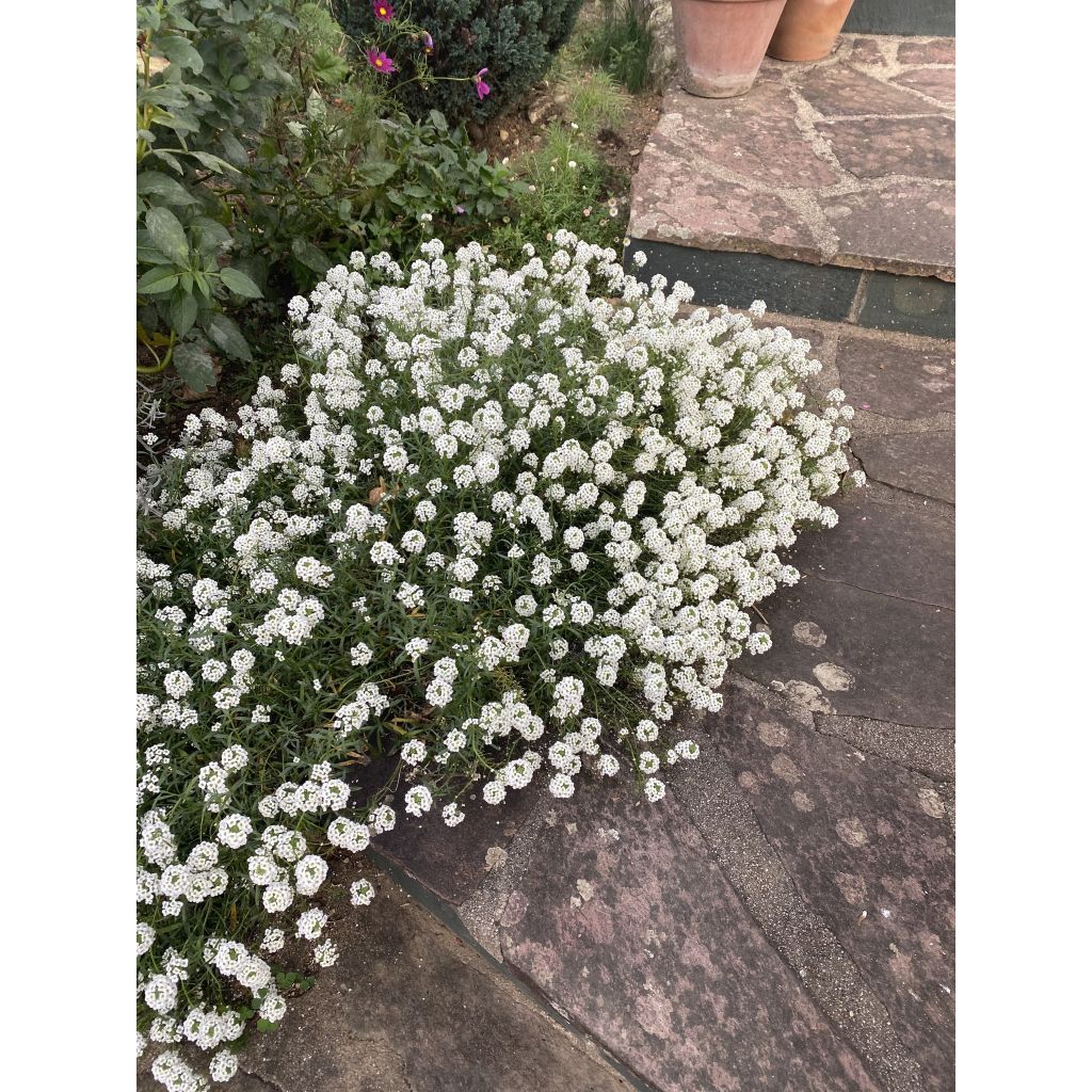 Lobularia Snow Princess