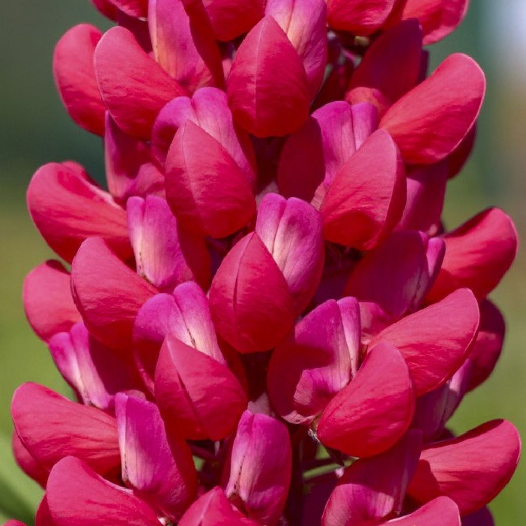 Lupinus polyphyllus West Country Red Rum