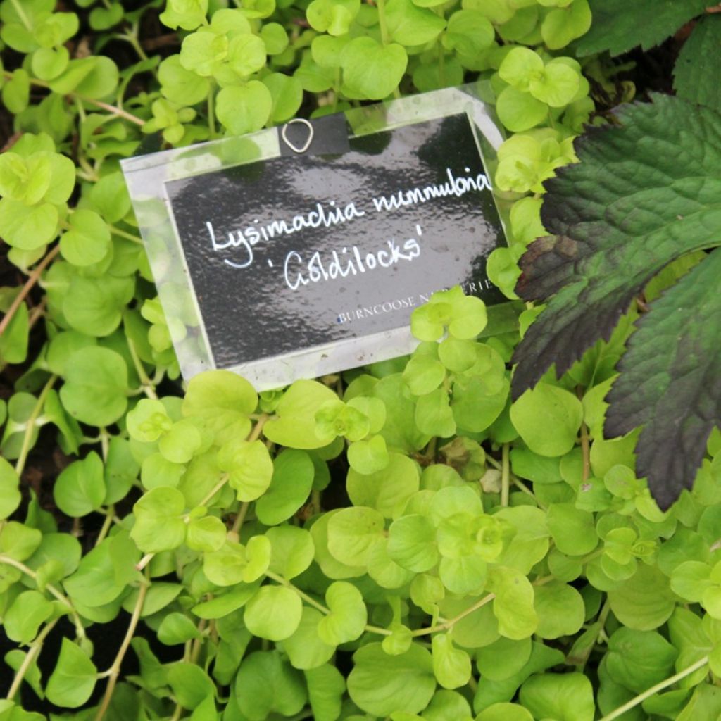 Lysimachia nummularia Goldilocks - Creeping Jenny