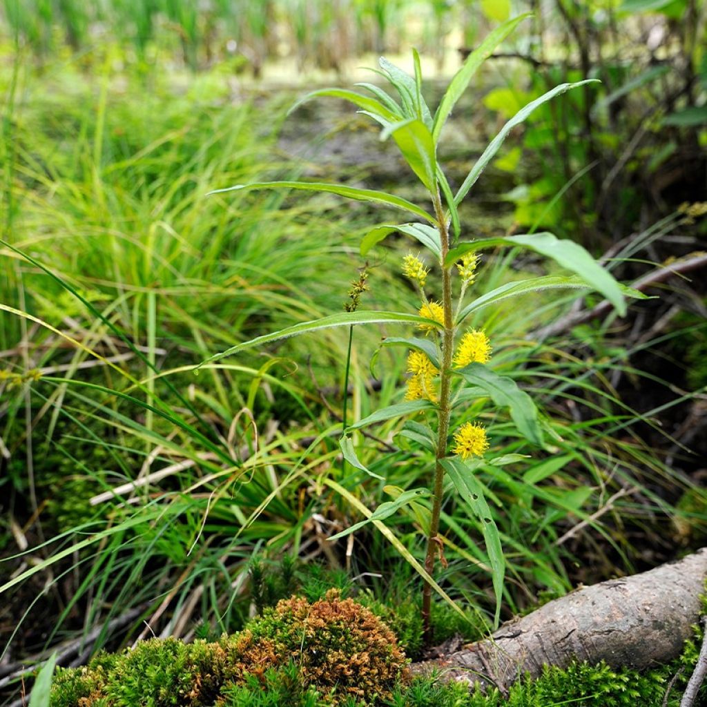 Lysimachia thyrsiflora