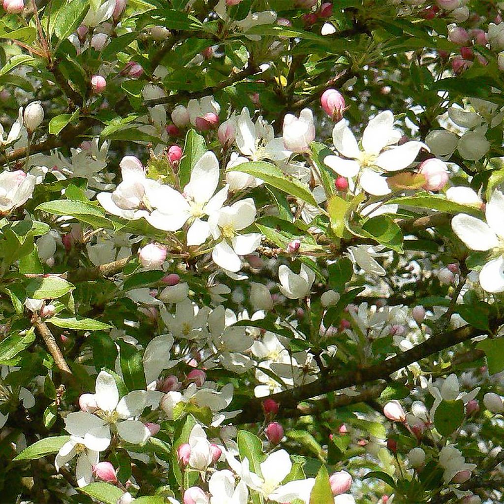 Malus Comtesse de Paris - Crab Apple