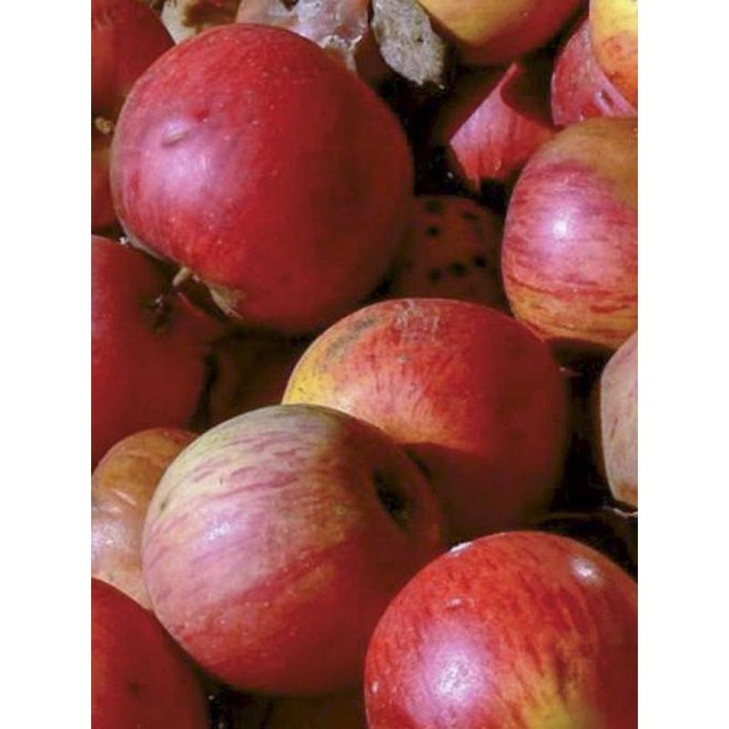 Apple Tree Pitchounette - Malus domestica