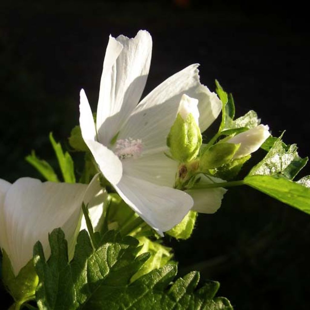 Malva moschata Alba - Musk Mallow