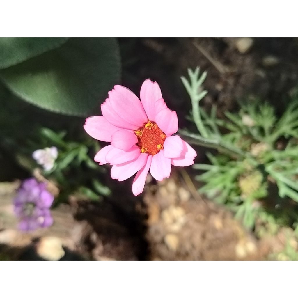 Rhodanthemum hosmariense African Rose - Moroccan Daisy