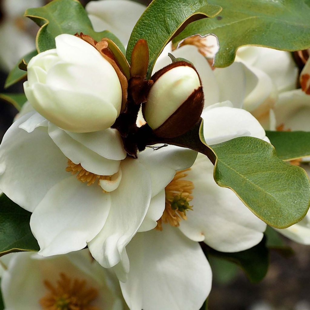 Magnolia yunnanensis Gails Favourite