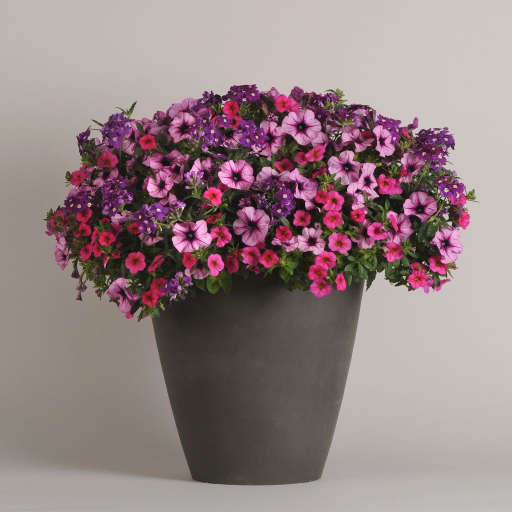 Petunia, Calibrachoa, Verbena A Grape Fit Mix