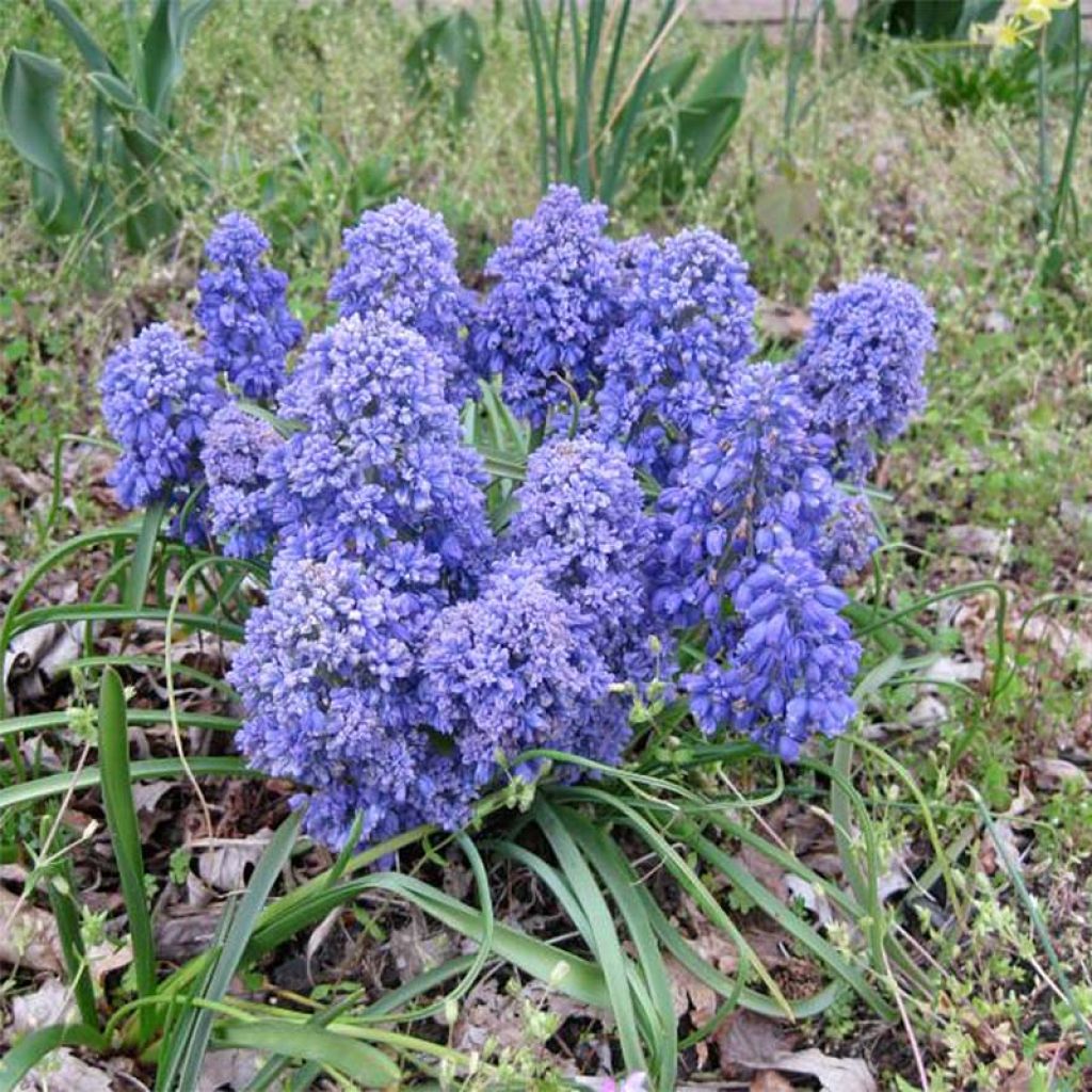 Muscari armeniacum Blue Spike - Grape Hyacinth