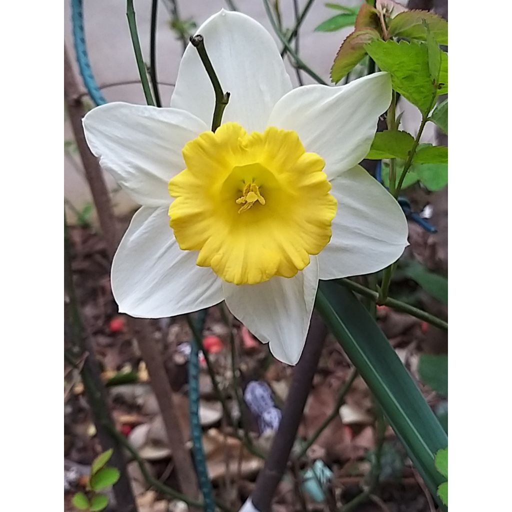 Narcissus Foresight - Daffodil