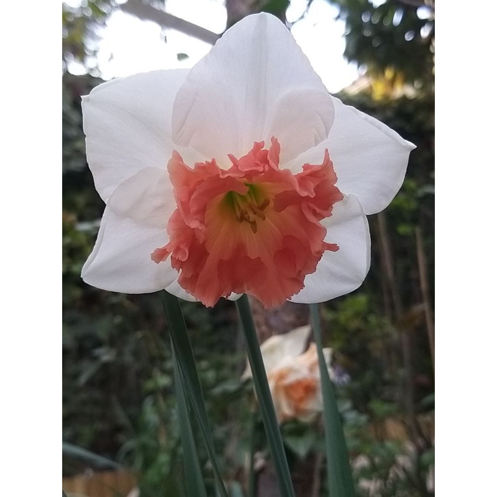 Narcissus Precocious - Daffodil