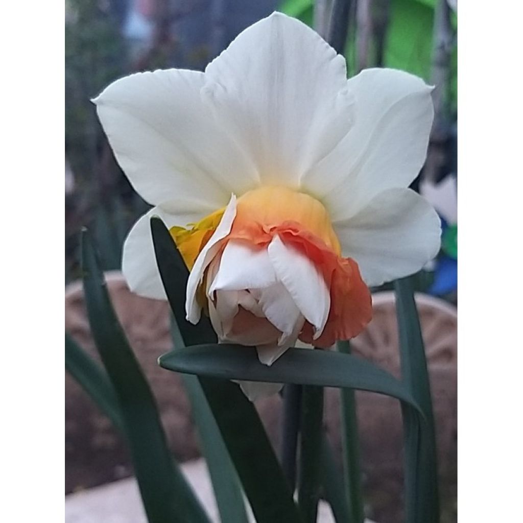 Narcissus Replete - Daffodil