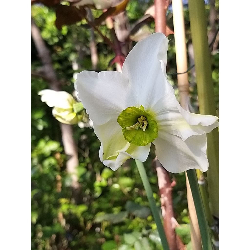 Narcissus Sinopel - Daffodil