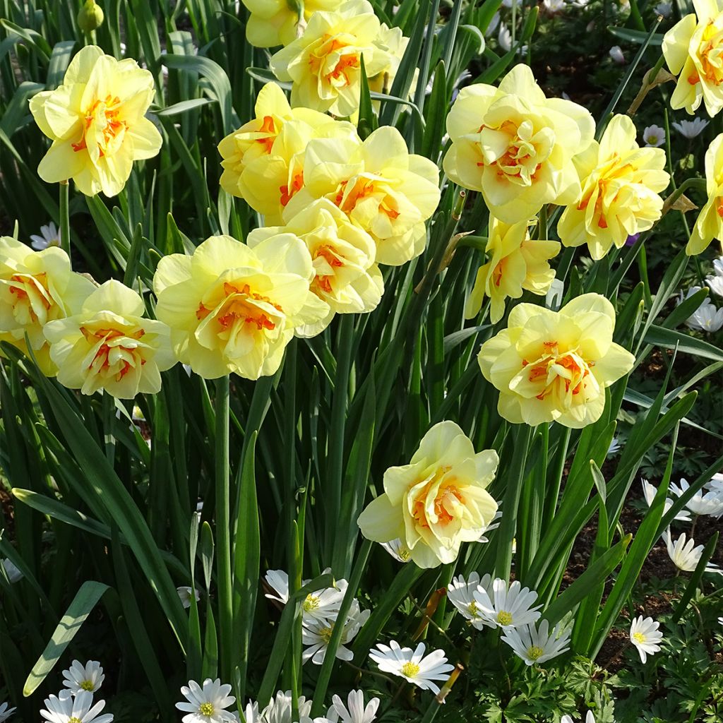 Narcissus Tahiti