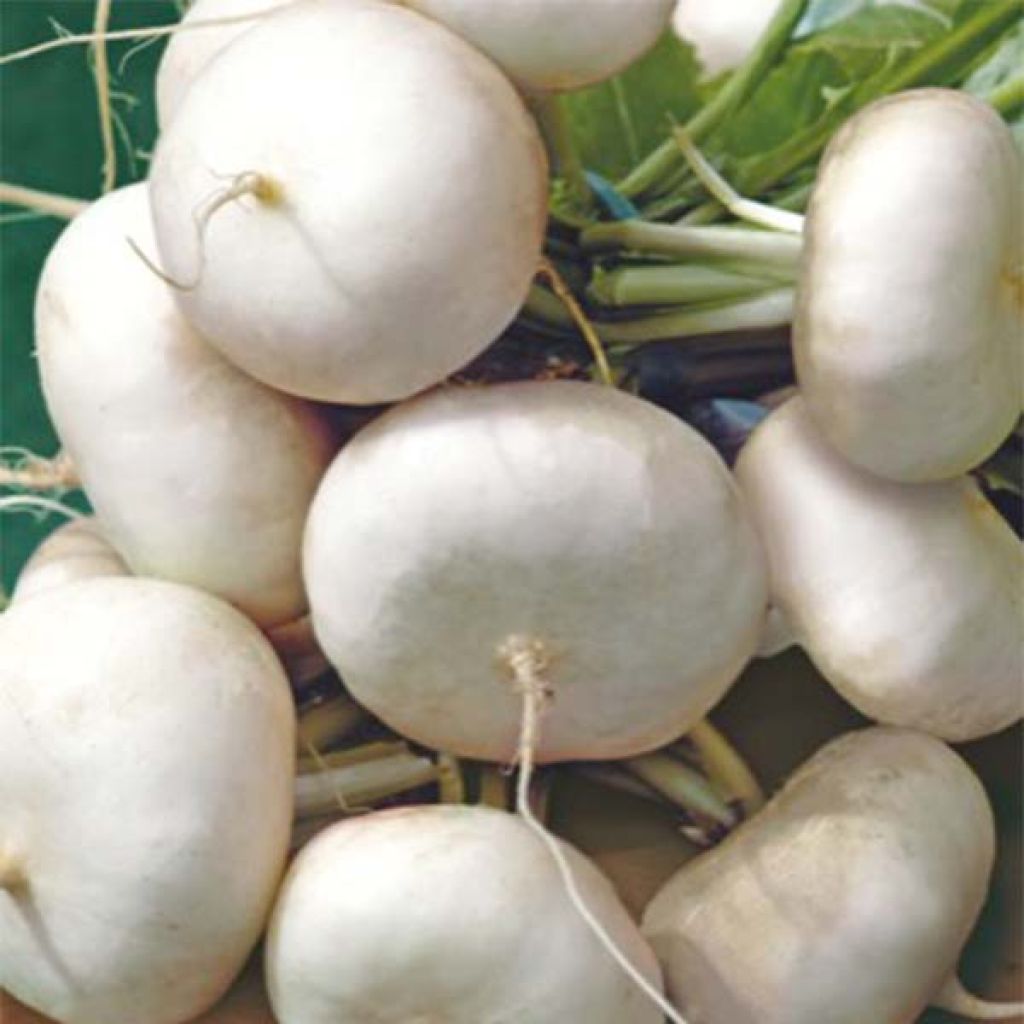 Turnip Early White Flat Dutch
