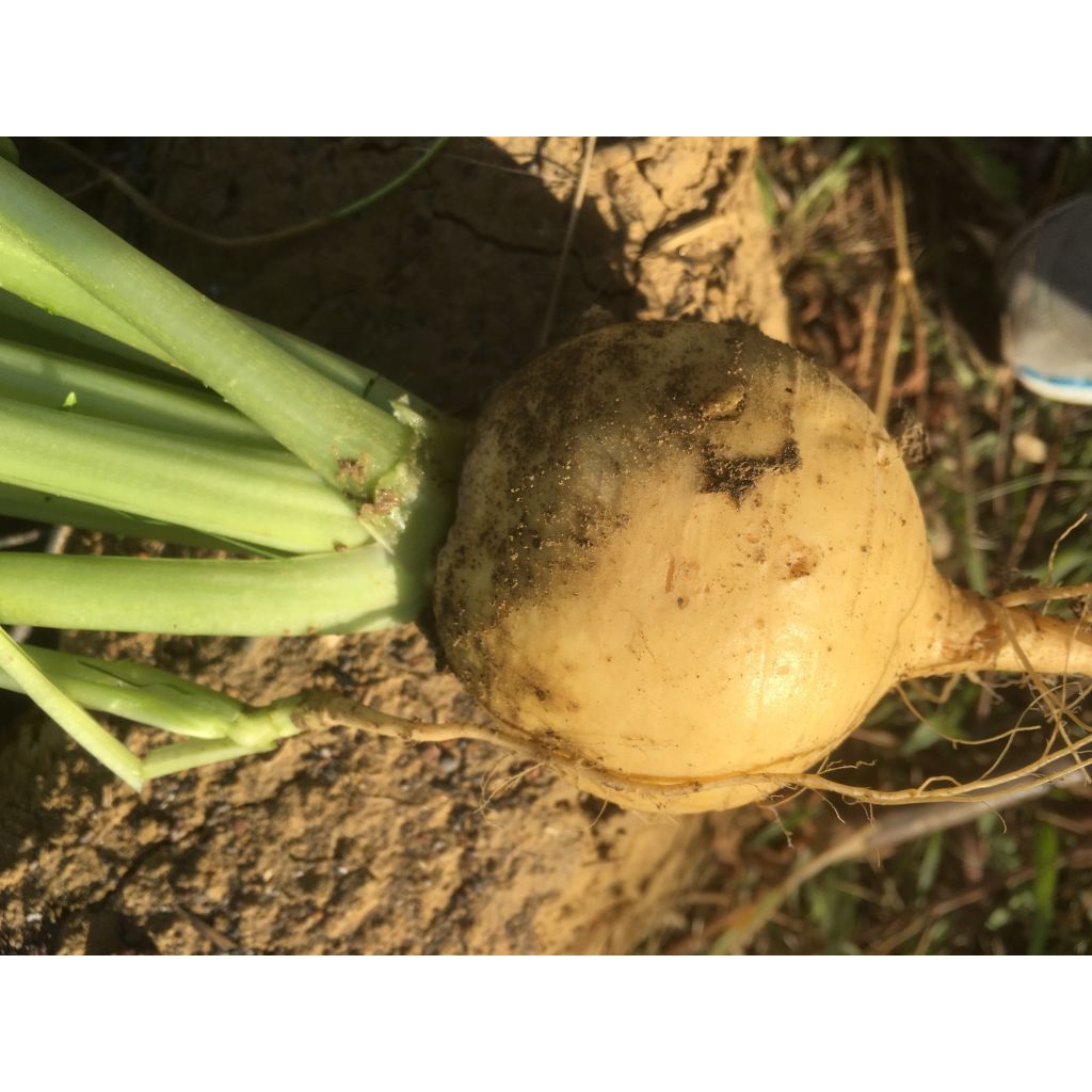 Turnip Golden Ball - Vilmorin Seeds