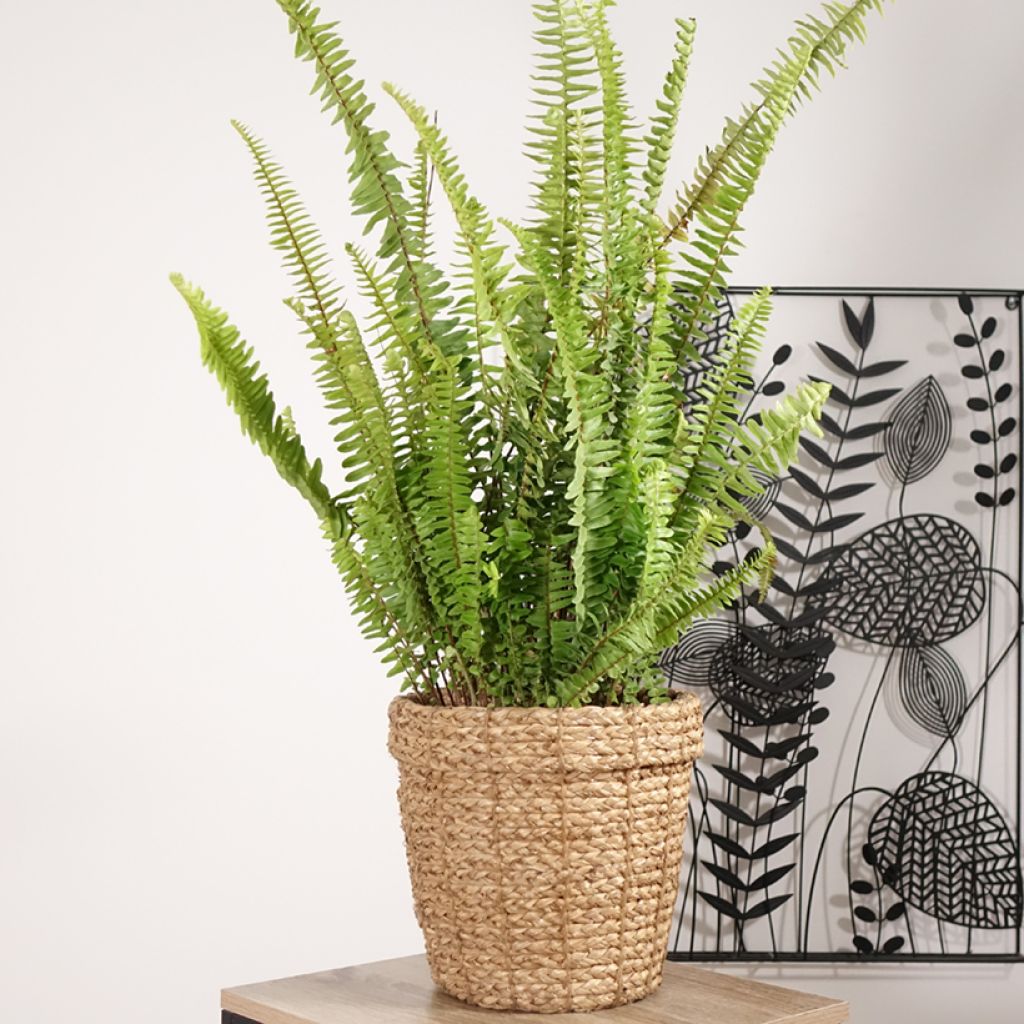 Nephrolepis cordifolia Artic Jungle - Boston Fern