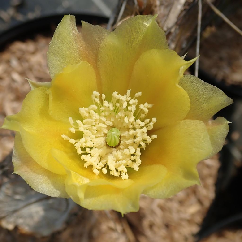 Opuntia angustata