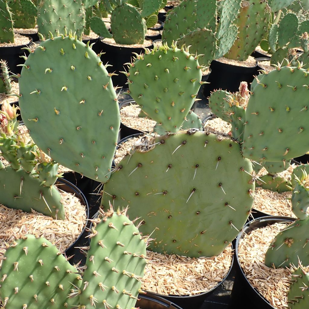 Opuntia engelmannii Belen - Prickly Pear