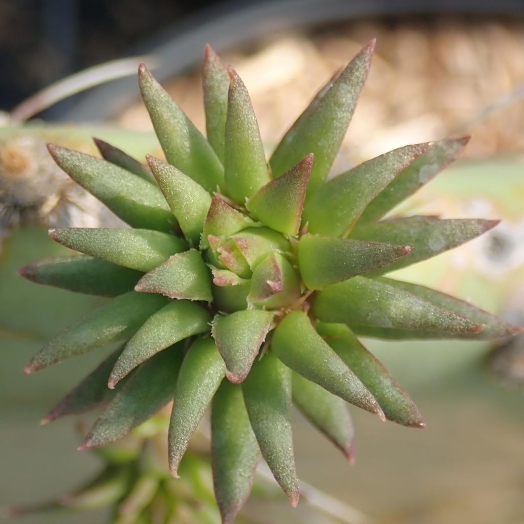 Opuntia engelmannii Belen - Prickly Pear