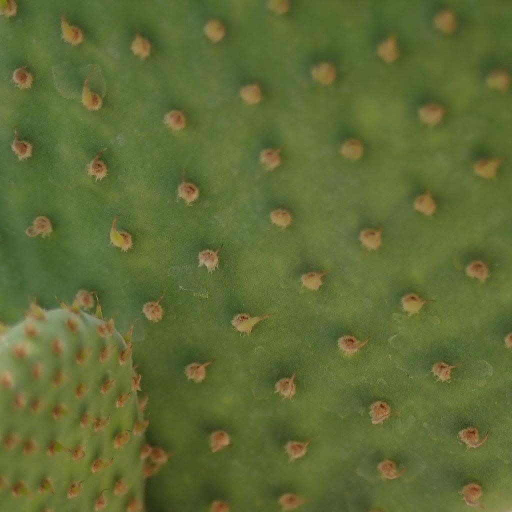 Opuntia microdasys Caress - Prickly Pear