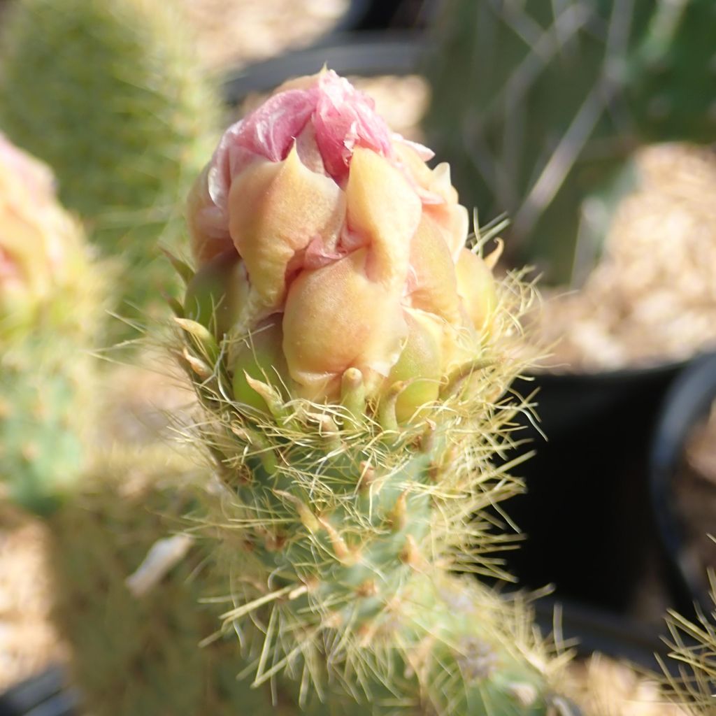Opuntia scheeri - Prickly Pear