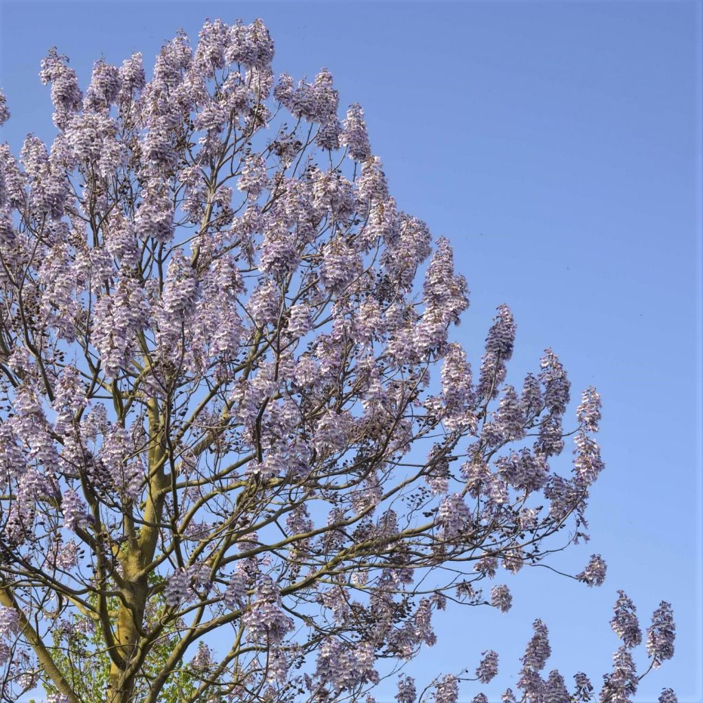 Paulownia fortunei Fast Blue Minfast - Foxglove Tree