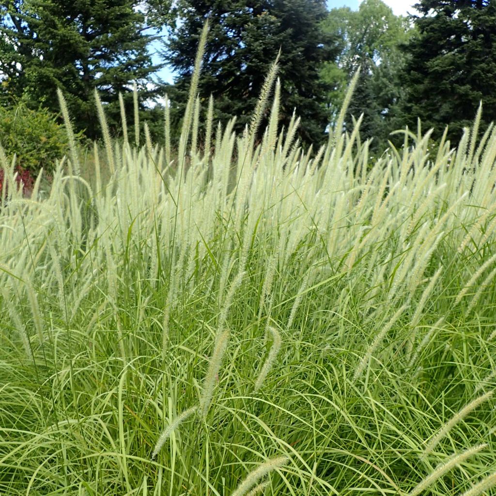 Pennisetum orientale Fairy Tails - Oriental Fountain Grass