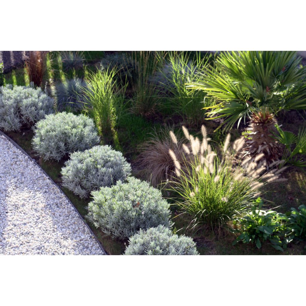 Pennisetum orientale Shogun - Oriental Fountain Grass