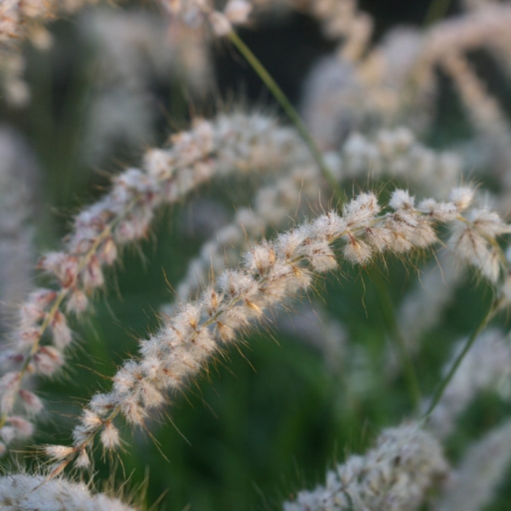 Pennisetum orientale Tall Tails - Oriental Fountain Grass